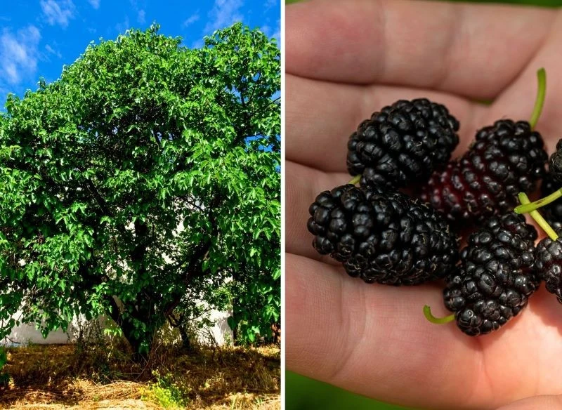 Czarna morwa to sporych rozmiarów drzewo z pełną lub parasolową koroną, które wydaje setki czarnych, zdrowych, słodko-kwaśnych owoców