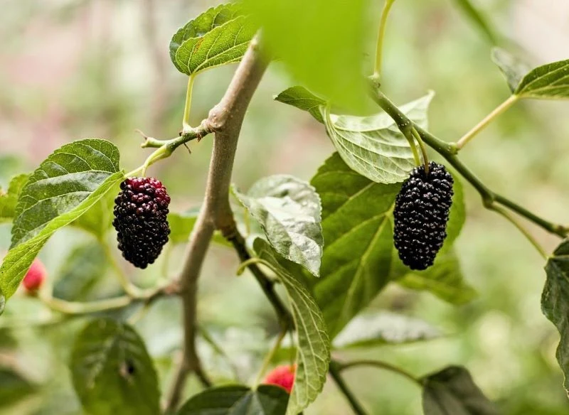 Owoce morwy skryte w liściastej koronie drzewa do złudzenia przypominają jeżyny