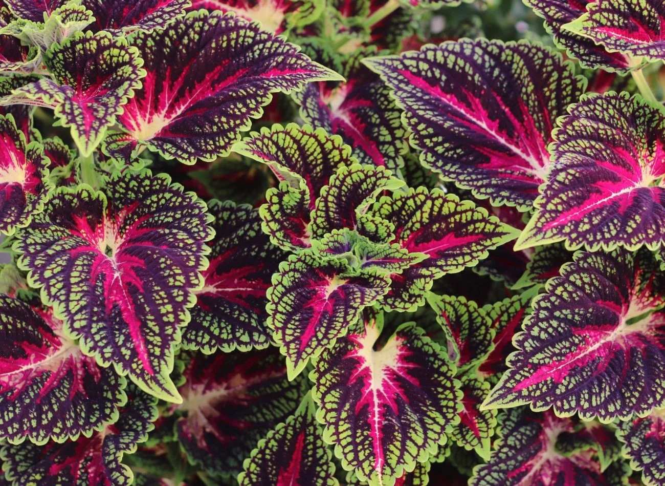 Mnogość odmian, w różnych kolorach i kształtach liści to ogromny atut koleusa Blumego