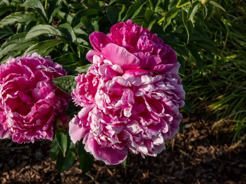 Piwonie możemy podzielić najpóźniej we wrześniu