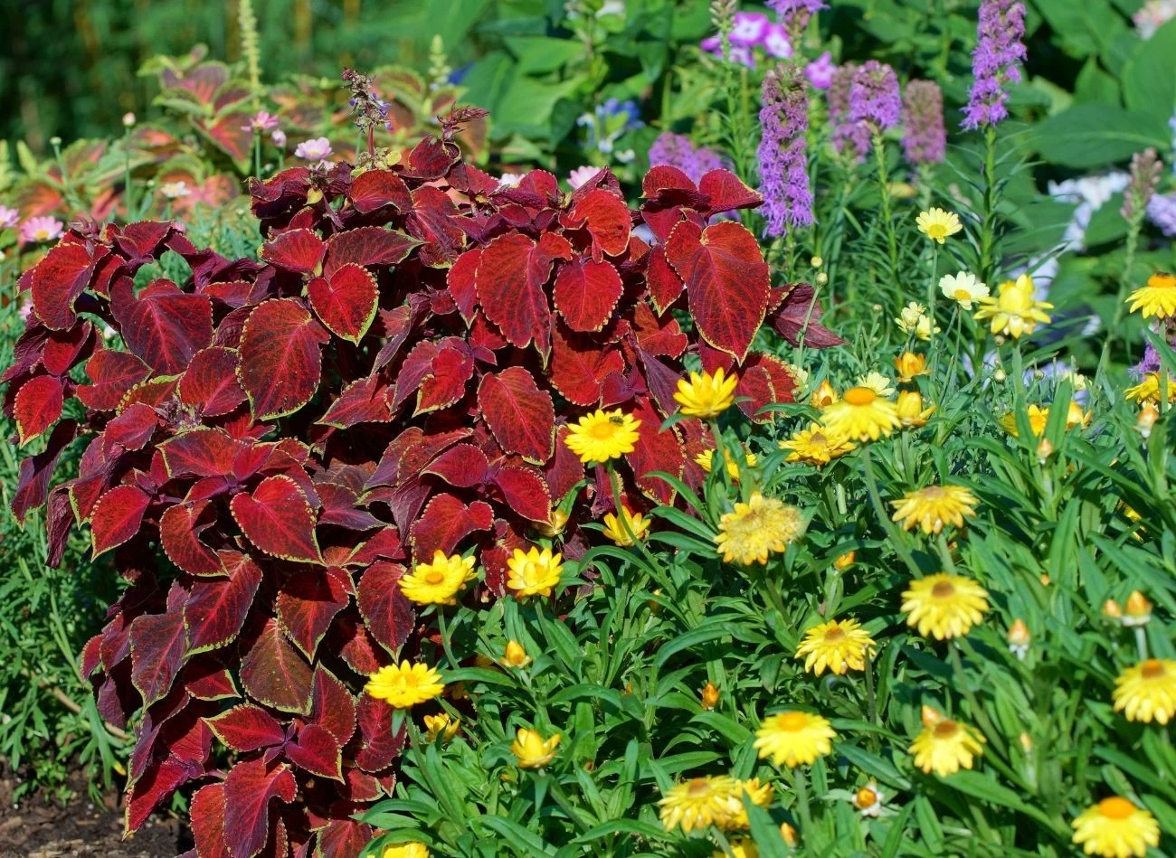 W ogrodzie koleusy idealnie sprawdzą się jako kolorowe urozmaicenie rabat kwiatowych