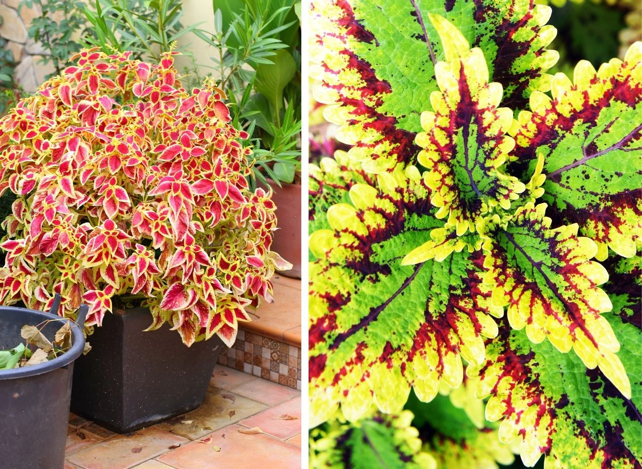 Koleusy można z powodzeniem uprawiać w donicy