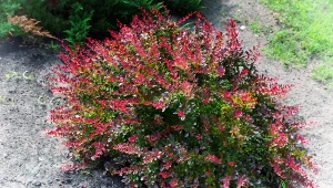 Jak dbać o berberysy jesienią? Przycinanie, nawożenie i ściółkowanie