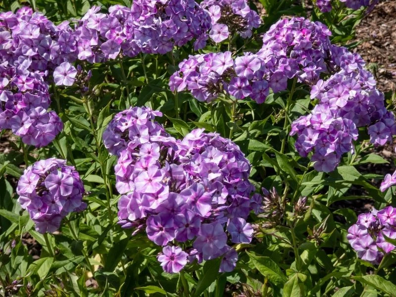 Dzielenie bylin takich jak floks wiechowaty nie jest trudnym zadaniem