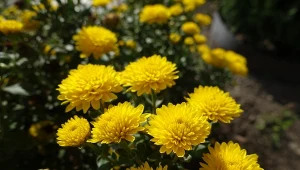 Chryzantemy będą bujnie kwitły do przymrozków. Wystarczy przygotować domową odżywkę.