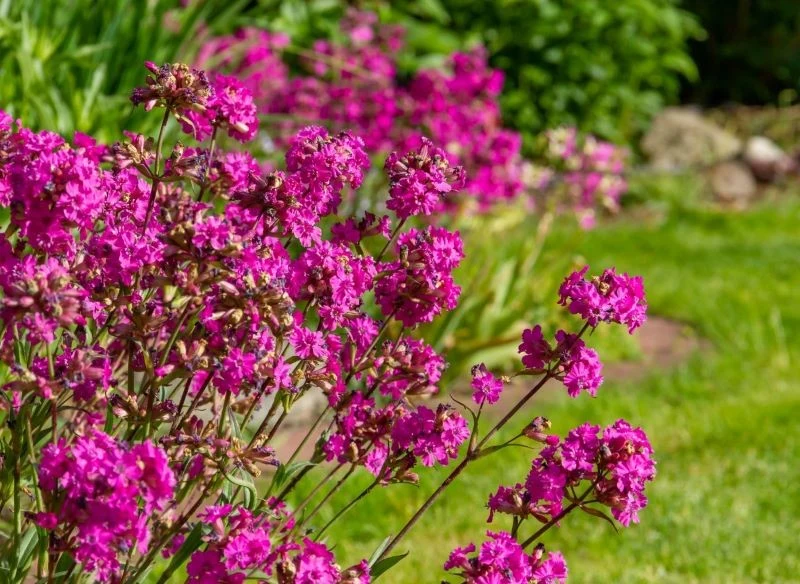 Firletkę smółkę warto dzielić co 3-4 lata