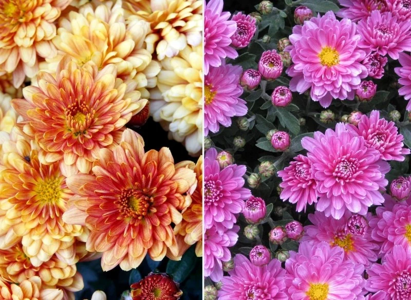 Chryzantemy potrzebują regularnego podlewania, ale nie można doprowadzić do przelania