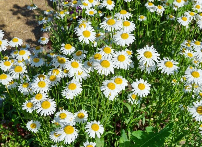 Jastrun właściwy potrzebuje podziału, gdy coraz słabiej kwitnie