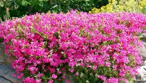 Skalnica, piękna i mrozoodporna roślina porośnie rabaty, tworząc barwny dywan, ale równie dobrze okryje skalne półki czy surowy, kamienny murek.