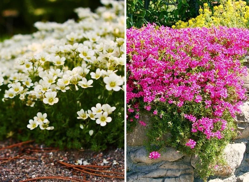 W Polsce znajdziesz blisko 20 gatunków skalnic, choć odmian do ogrodowej uprawy jest znacznie więcej