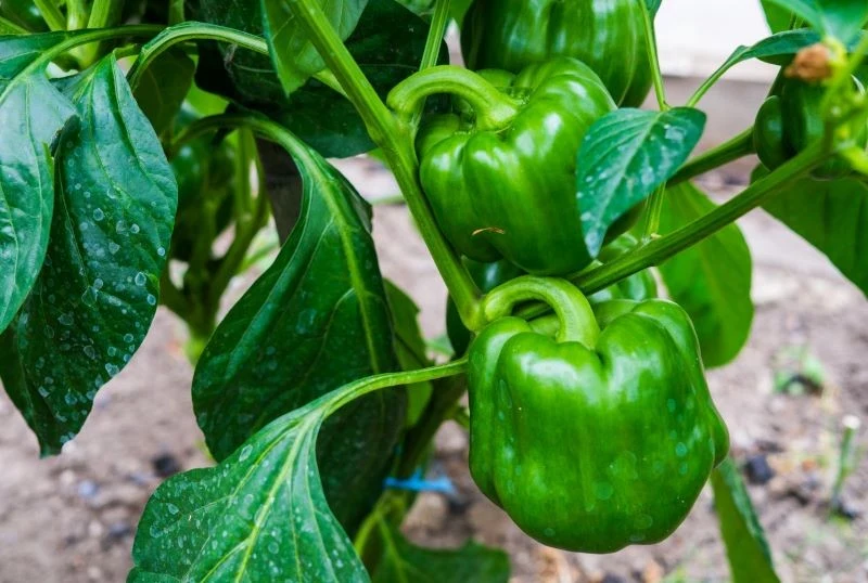 Gleba po pomidorach i papryce jest wyjałowiona