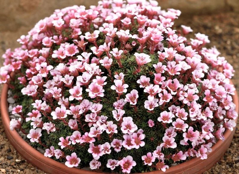 Skalnica posadzona w donicy, pojemniku, ceramicznej misie czy paterze dekoracyjnej prezentuje się naprawdę pięknie