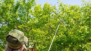 Dlaczego warto robić jesienią opryski drzew owocowych?