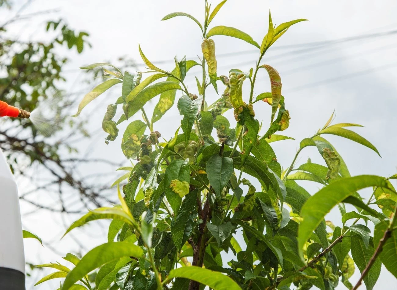 Kędzierzawość liści atakuje przede wszystkim brzoskwinie