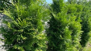 Jesienią tuje potrzebują dokarmiania. Sprawdź, czym je nawozić./Deccoria.pl