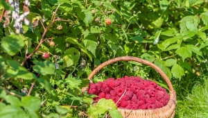 Poznaj dobre odmiany malin, które zachwycają smakiem owoców.