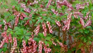 Pieris to ciekawa zimozielona roślina wrzosowata, którą uprawia się podobnie jak różaneczniki.
