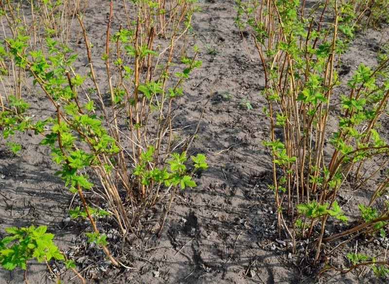 Podczas sadzenia malin pamiętajmy o zachowaniu odpowiednich odstępów między roślinami