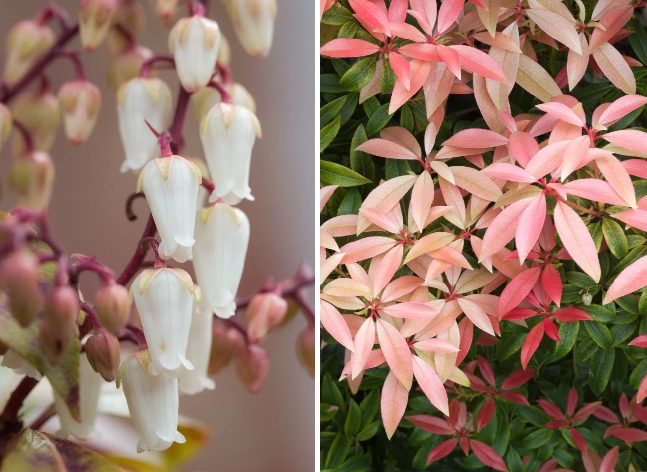 Pierisy mają wiele odmian