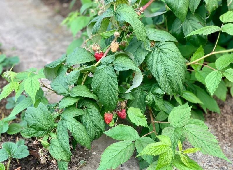 Jeśli chcemy, aby maliny wydały dużo owoców, musimy zatroszczyć się o nie po posadzeniu
