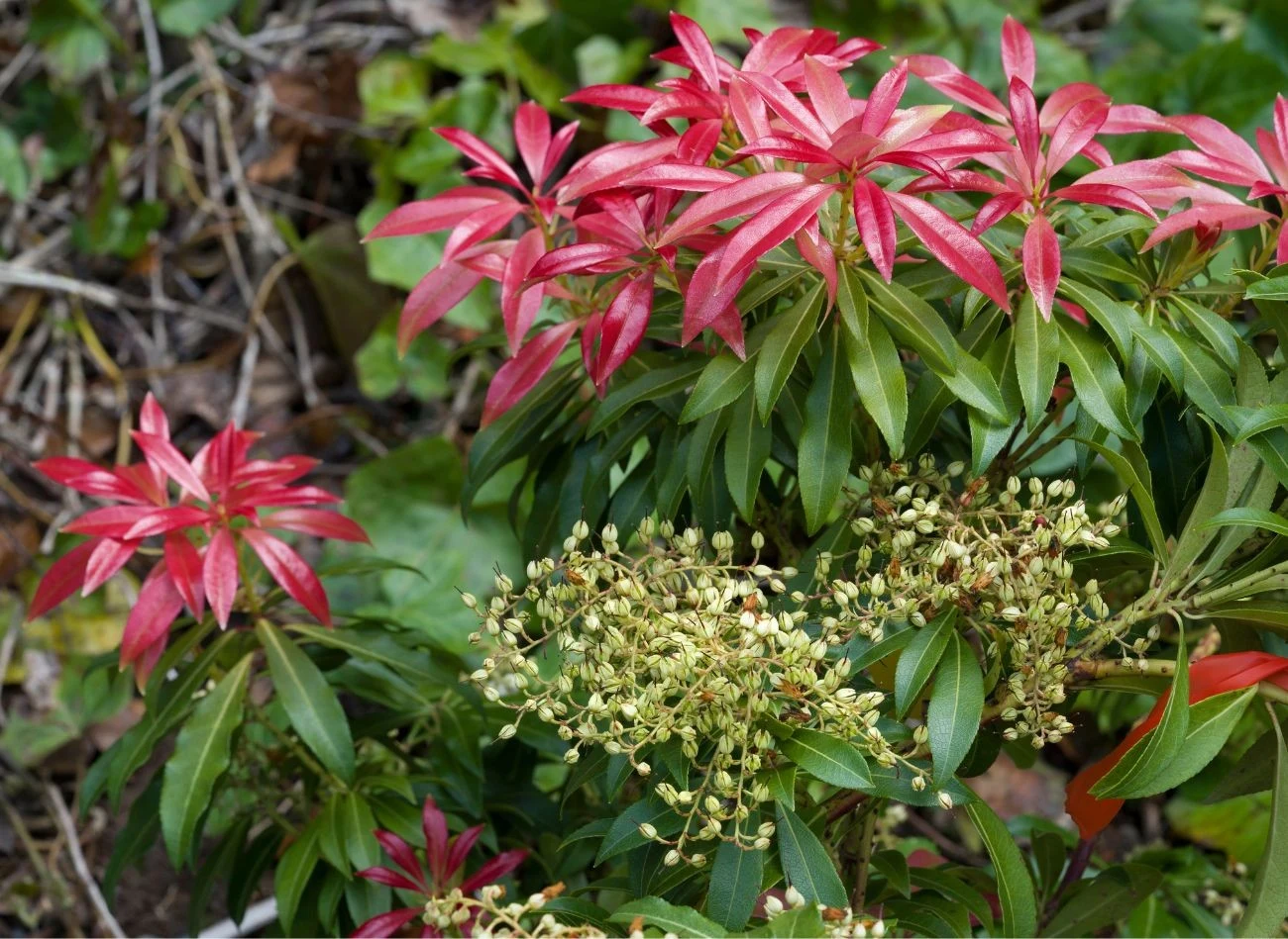 Pieris ma szczególne wymagania glebowe, ale w uprawie jest bardzo prosty
