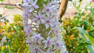 Jeśli odpowiednio zadasz o eukomisa, będzie kwitł do jesieni.