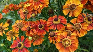 Dzielżany kwitną aż do późnej jesieni, dodając koloru i życia do każdego ogrodu.