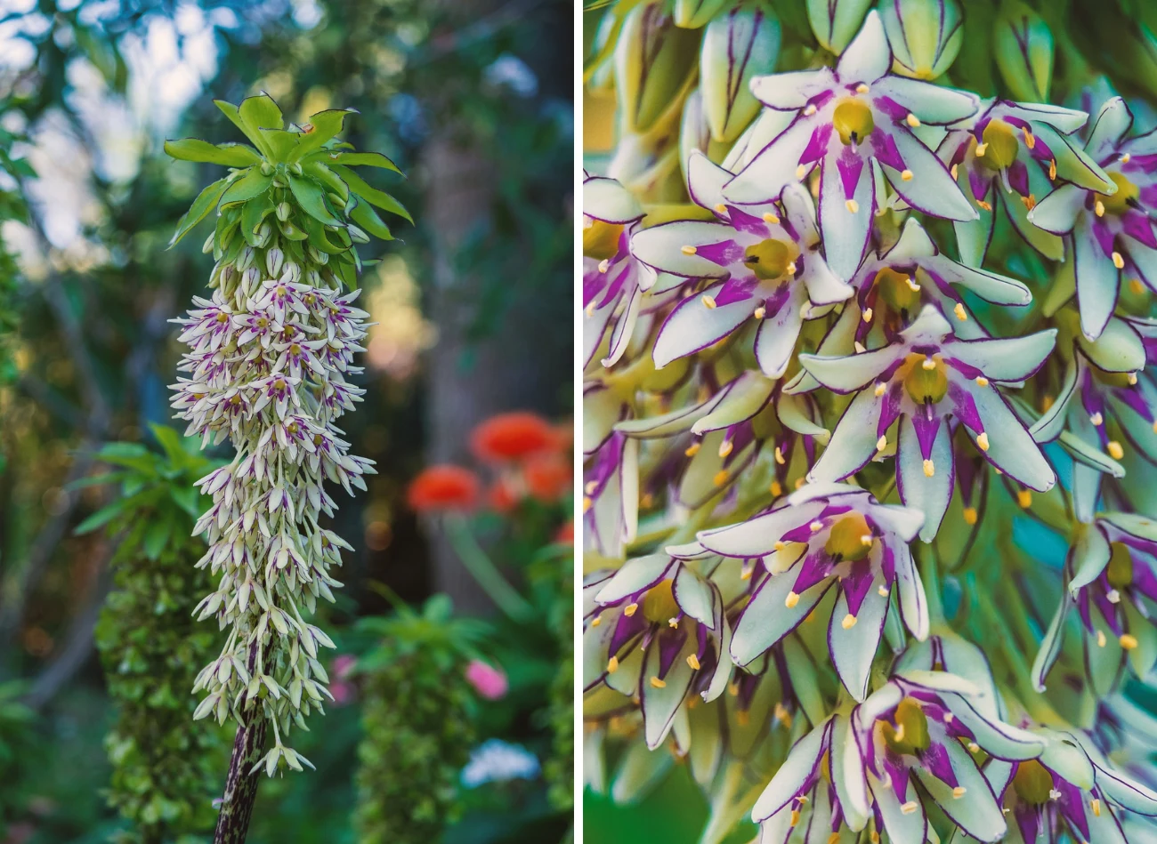 W Polsce uprawiane są tylko trzy gatunki eukomisa