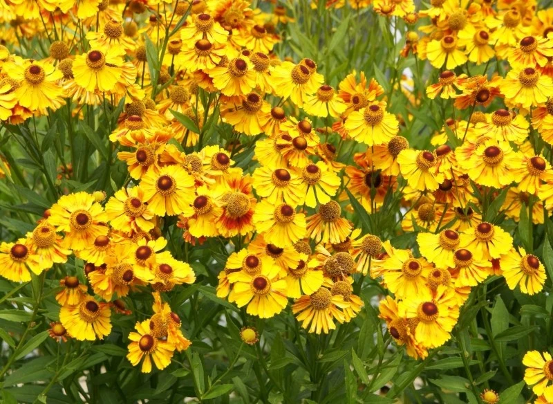 W zależności od odmiany dzielżan jesienny może kwitnąć na żółto, pomarańczowo lub czerwono-brązowo