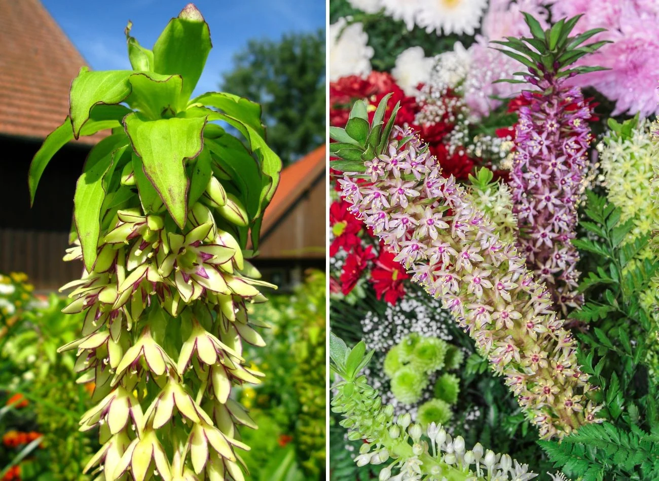 Eukomisy można sadzić zarówno w grudnie, jak i w donicach