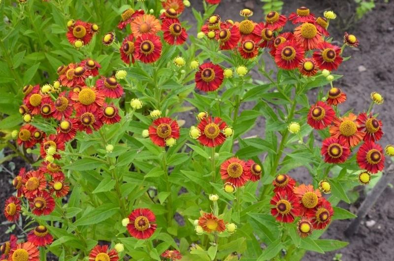 Dzielżany preferują stanowiska słoneczne, ale poradzą sobie także w lekkim cieniu