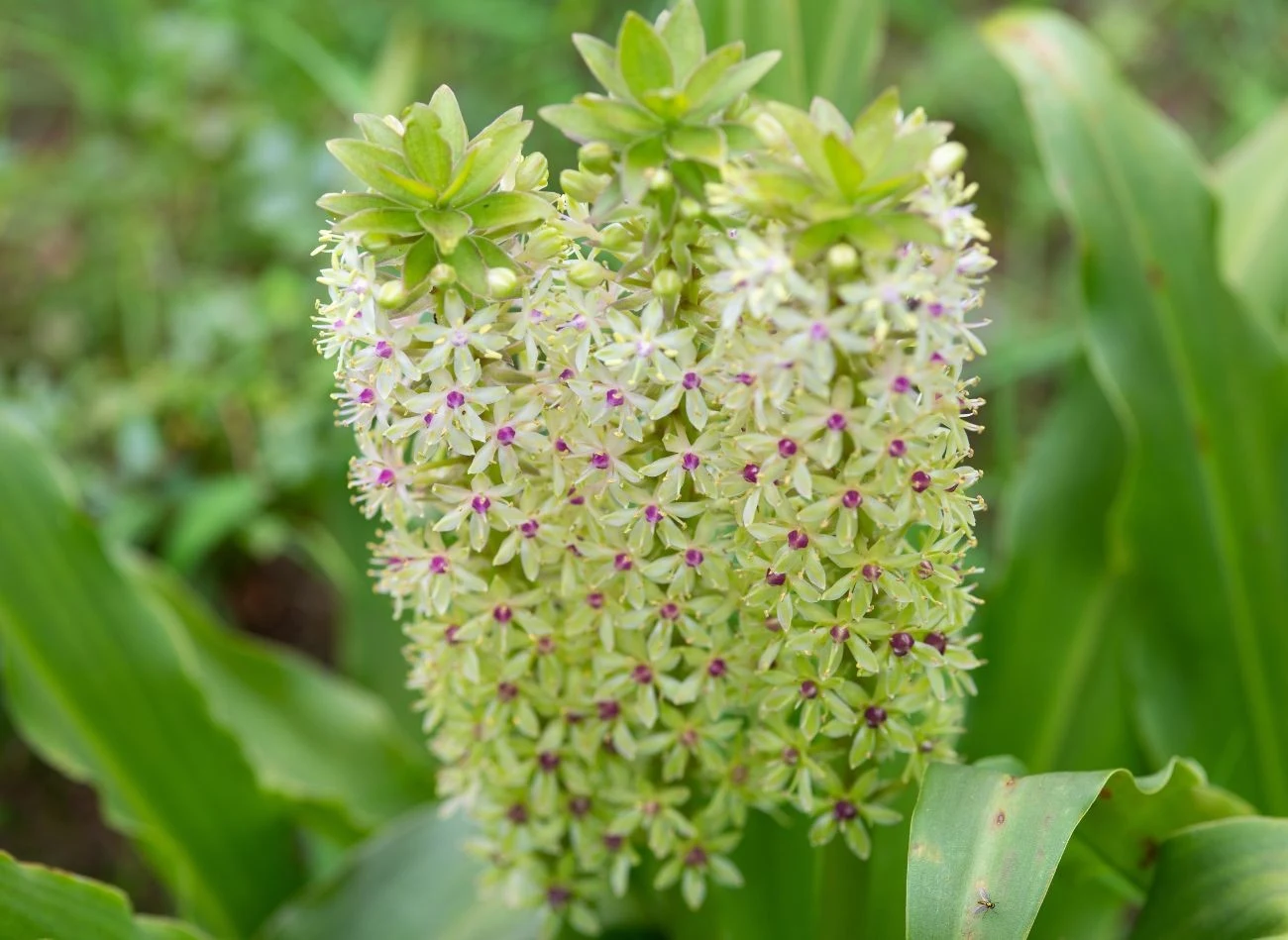 Eukomis nie zimuje w grudnie, po przekwitnięciu trzeba wykopać cebulki