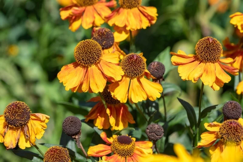 Dzielżany można uprawiać nie tylko w ogrodzie, ale również w pojemnikach na balkonie czy tarasie