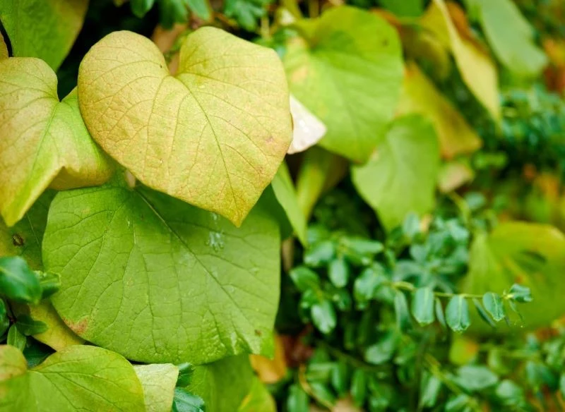 Jesienią liście kokornaka zmieniają kolor i okrywają się równo ciepłą, żółtą barwą