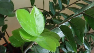 Dlaczego zamiokulkas nie wypuszcza nowych liści?