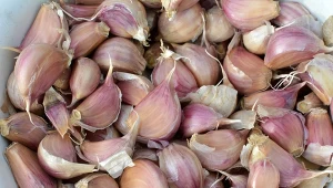 Zaprawianie czosnku przed sadzeniem to tradycyjny sposób na jego zabezpieczenie. Przed czym chroni namaczanie ząbków?