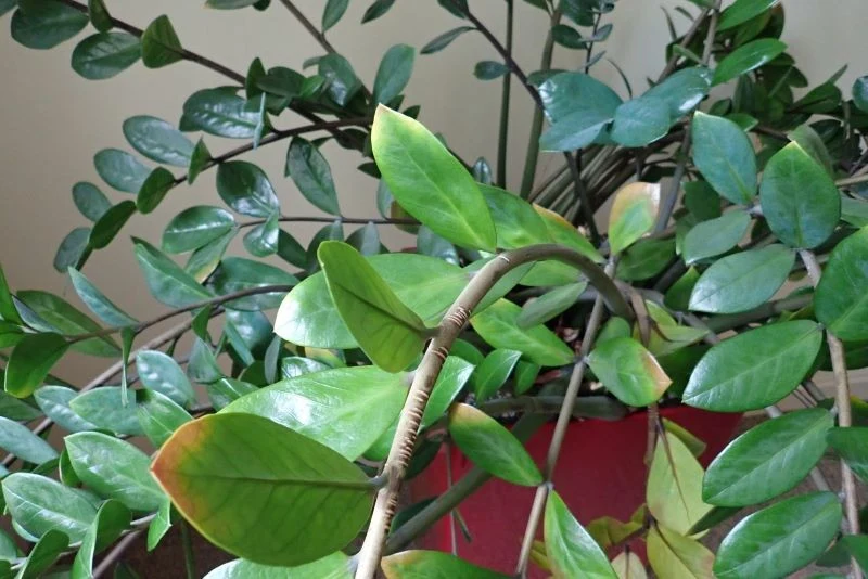 Zamiokulkas jest łatwy w uprawie, ale czasem sprawia problemy