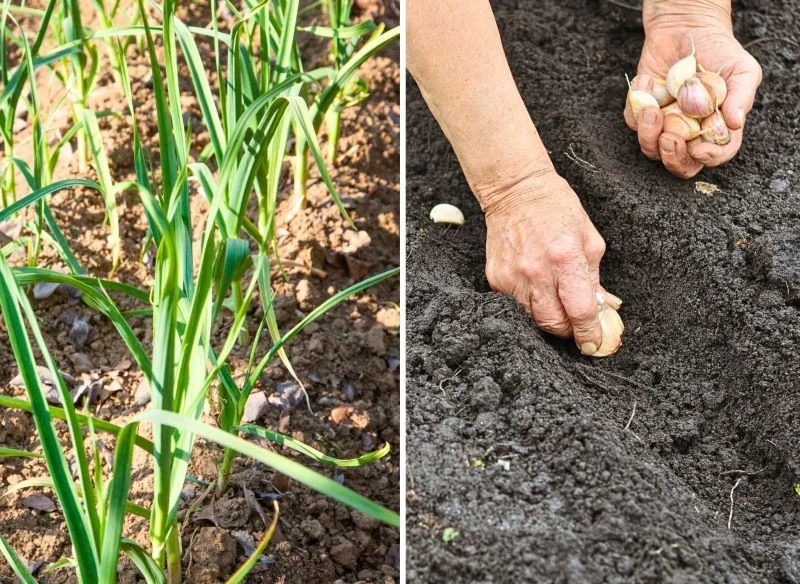 Sadzenie czosnku ozimego w gruncie to sposób na większe główki