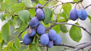 Sprawdź, czym nawozić śliwę we wrześniu.