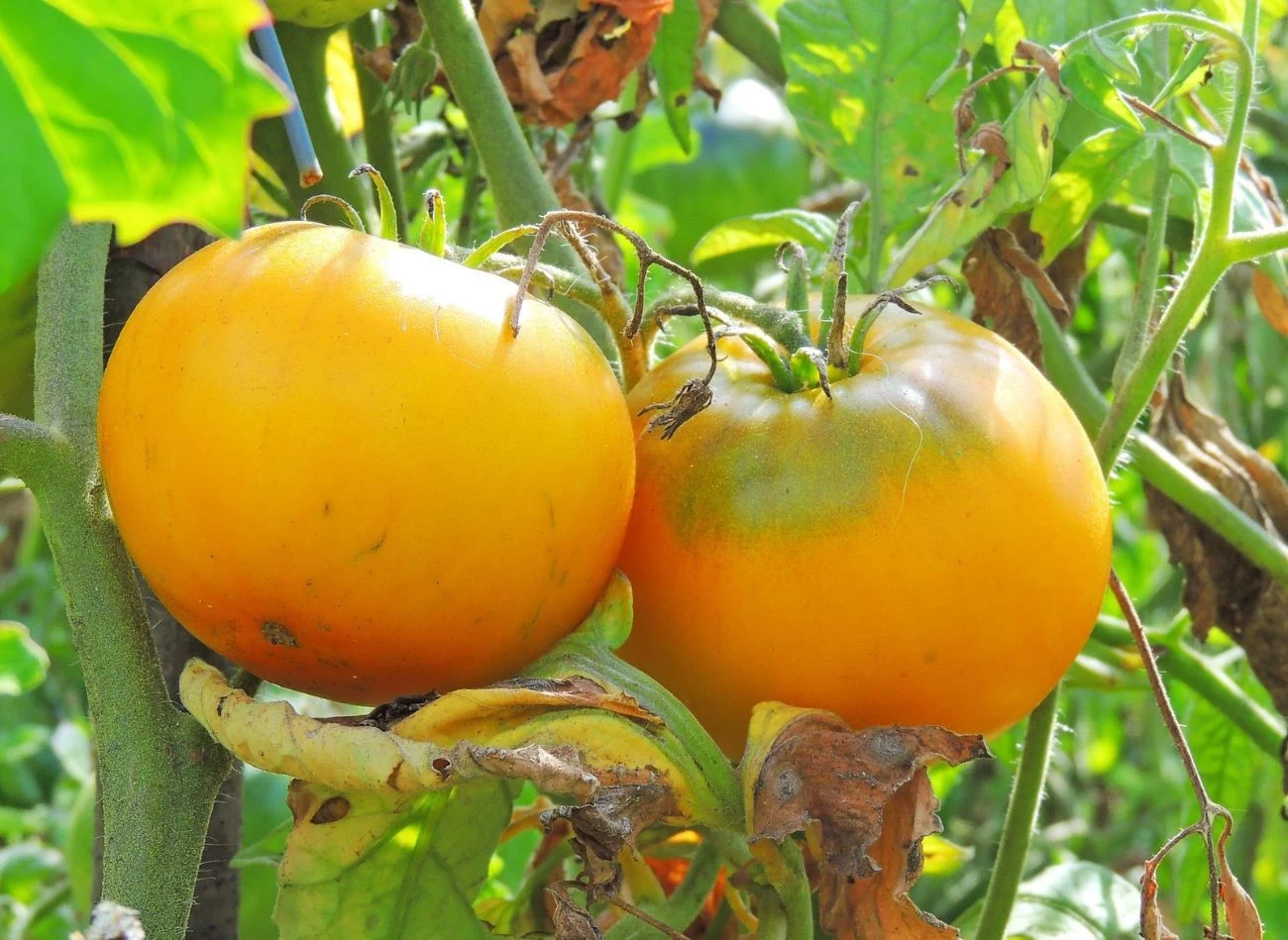 Krzewy pomidorów po zebraniu ostatnich owoców nadają sie kompostowania