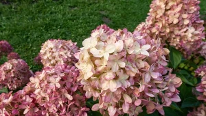 Najlepszy naturalny nawóz do hortensji. Wystarczy obsypać krzaczki