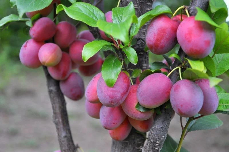 Jesienią o śliwy trzeba się szczególnie zatroszczyć