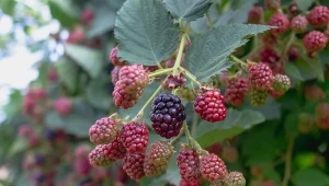 Jesienne cięcie jeżyny bezkolcowej to ważny zabieg pielęgnacyjny. Kiedy go przeprowadzić?