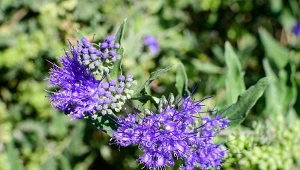 Barabula klandońska, miododajny półkrzew o wyrazistym kolorze pasuje niemalże do każdej ogrodowej aranżacji. Nie ma dużych wymagań, sprawdź, jak prosta jest jego uprawa.