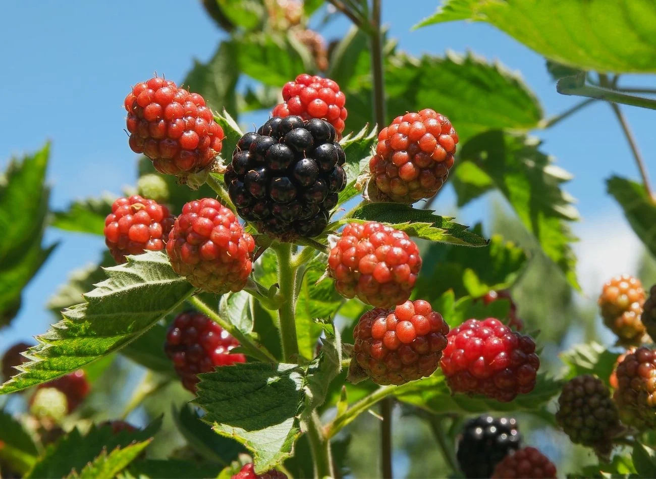 Jeżynę bezkolcową przycinamy w drugim roku od posadzenia