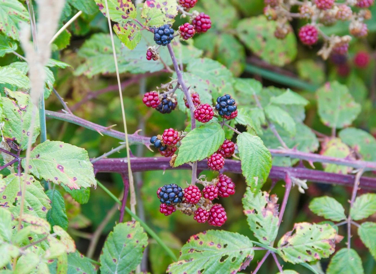 W kolejnych latach, późną jesienią, usuwamy wszystkie pędy jeżyny, które już owocowały