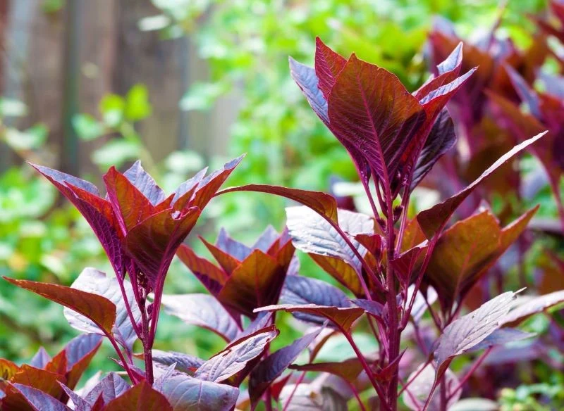 Nasiona i liście szarłatu wyniosłego są jadalne