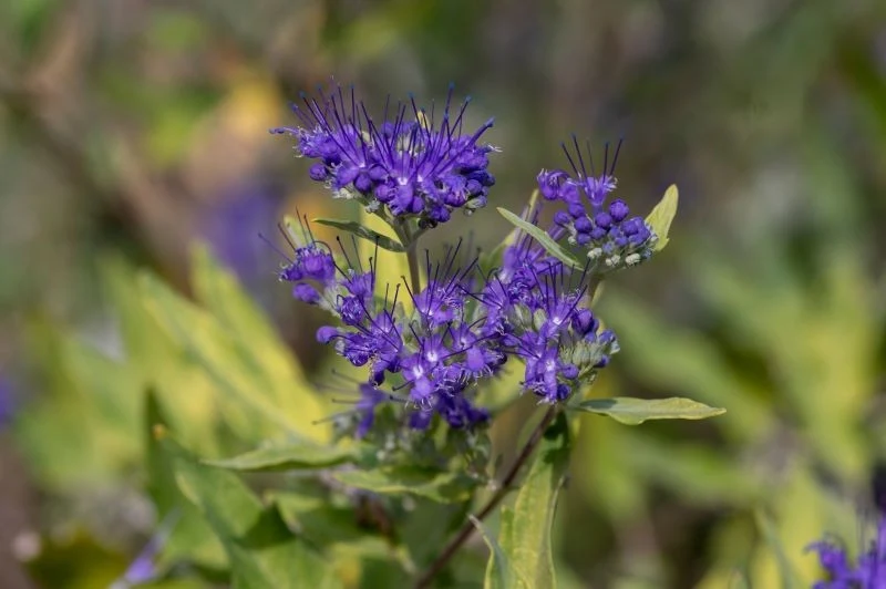 Zakwitająca barbula to jedna z tych roślin, które posadzone wiosną już w tym samym roku potrafią zachwycić pięknym kwitnieniem