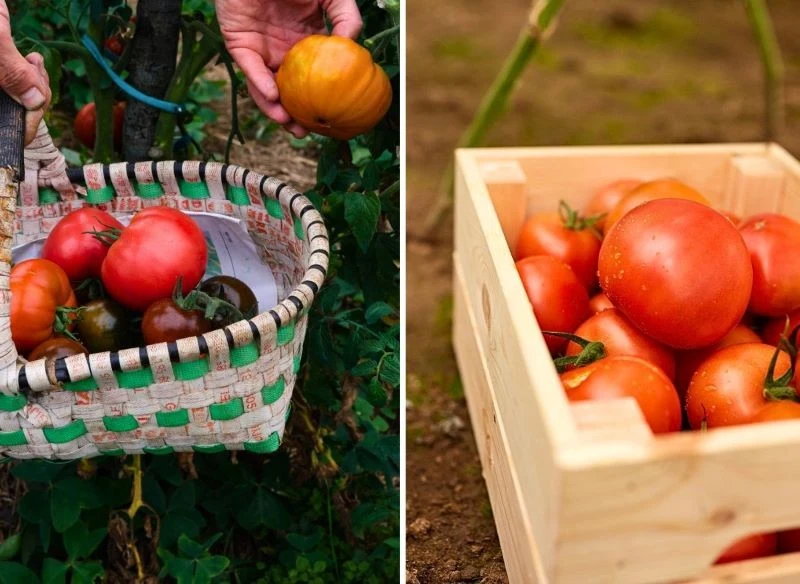 Od razu po zerwaniu pomidorów oraz innych warzyw ciepłolubnych należy je dokładnie przejrzeć, aby sprawdzić, czy są zdrowie i nie mają uszkodzeń