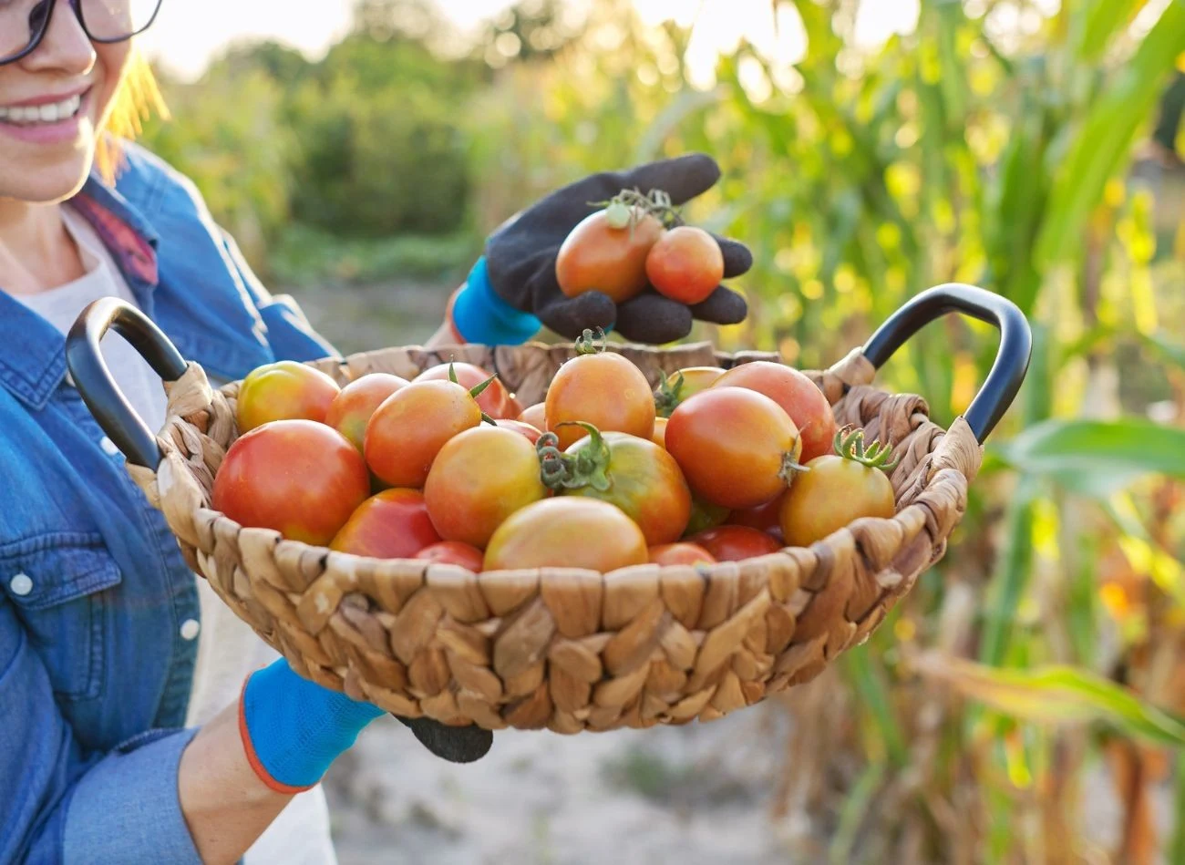 Jeśli chcesz przechować pomidory, zbieraj gdy są dobrze wyrośnięte i częściowo wybarwione
